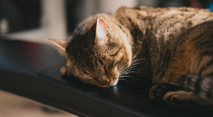 FOCUSIN: EL GATO DEL GYM